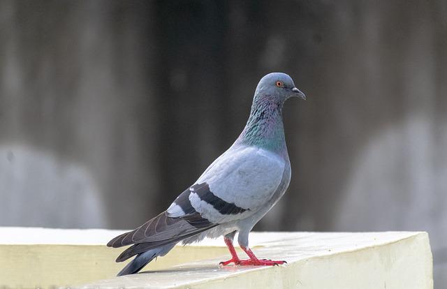 הרחקת יונים מאדן החלון
